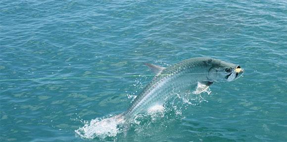 Tarpon qui saute hors de l’eau