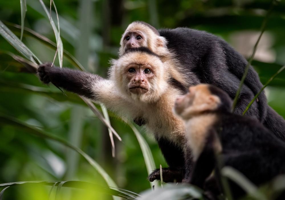 Bébé singe sur le dos de maman