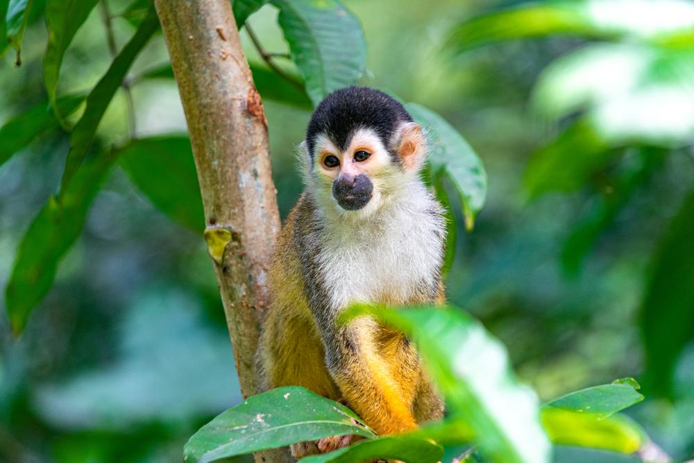 Singe écureuil à la fourrure orange assis dans les arbres de la jungle