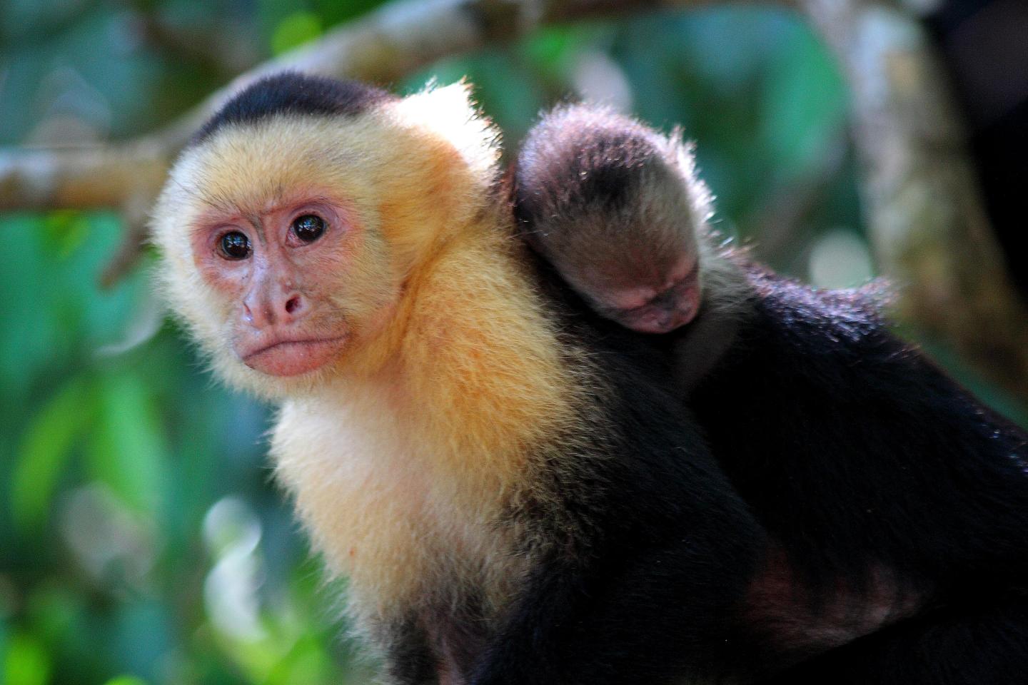 Parc national Manuel Antonio
