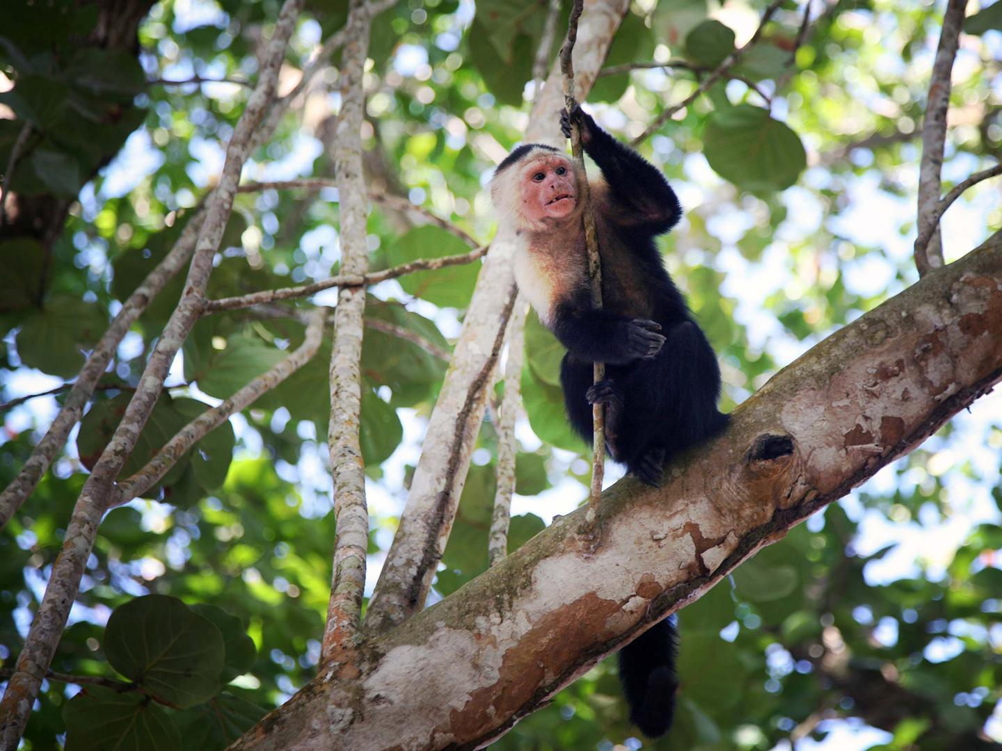 Parc national Cahuita