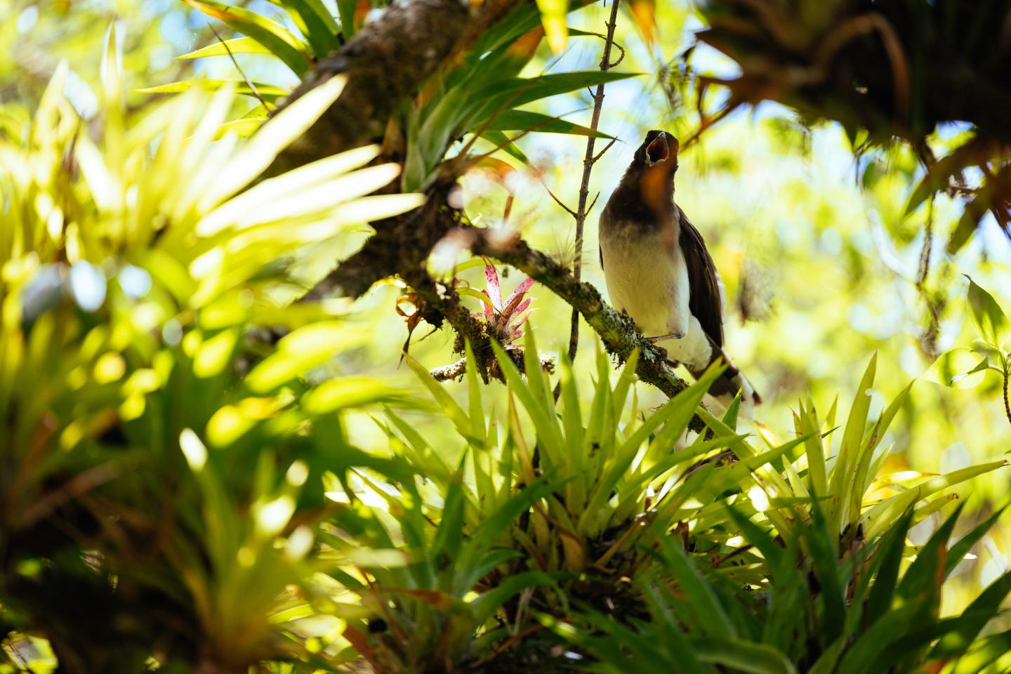 Oiseau