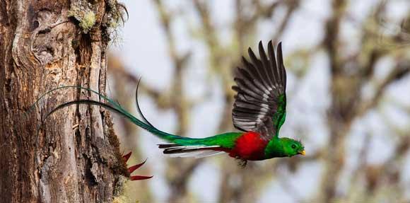 Petit oiseau vert/rouge volant