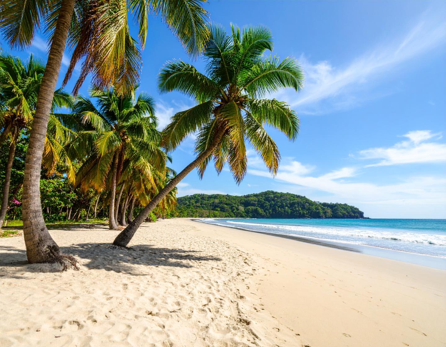 des palmiers sur une plage