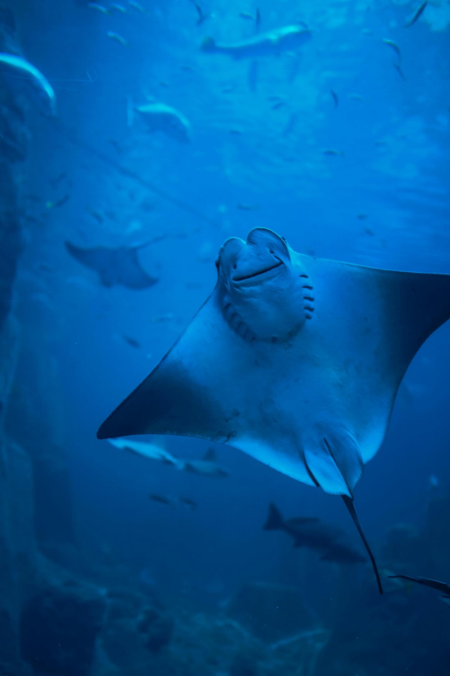 Fond d’une raie manta dans l’océan