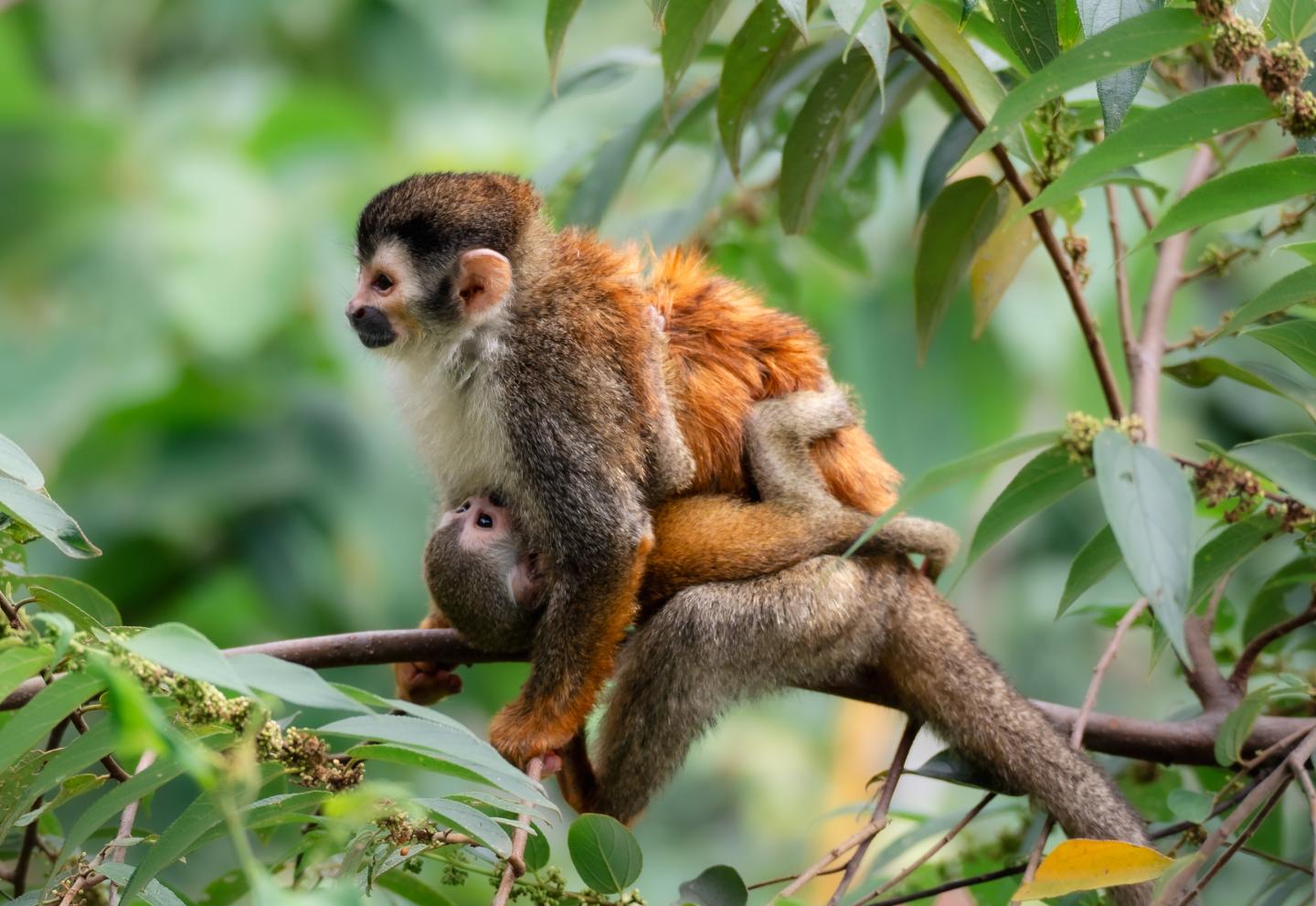 Femelle singe écureuil dans un arbre avec un bébé qui la tient dans ses bras
