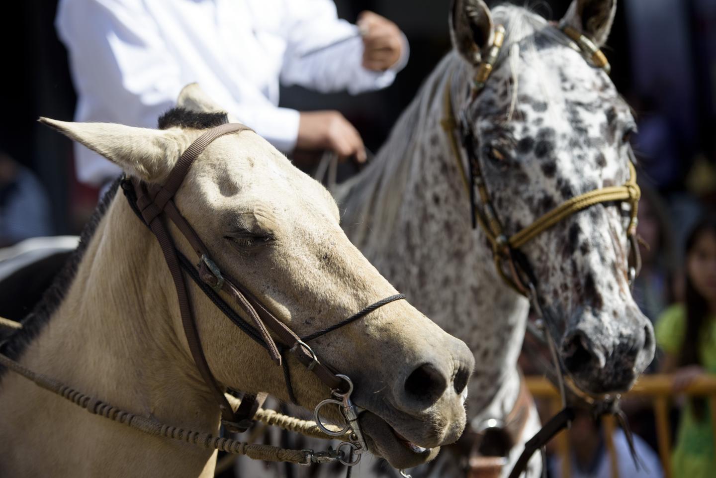 Gros plan de deux chevaux bridés avec des cavaliers lors d’un défilé de chevaux à San José.