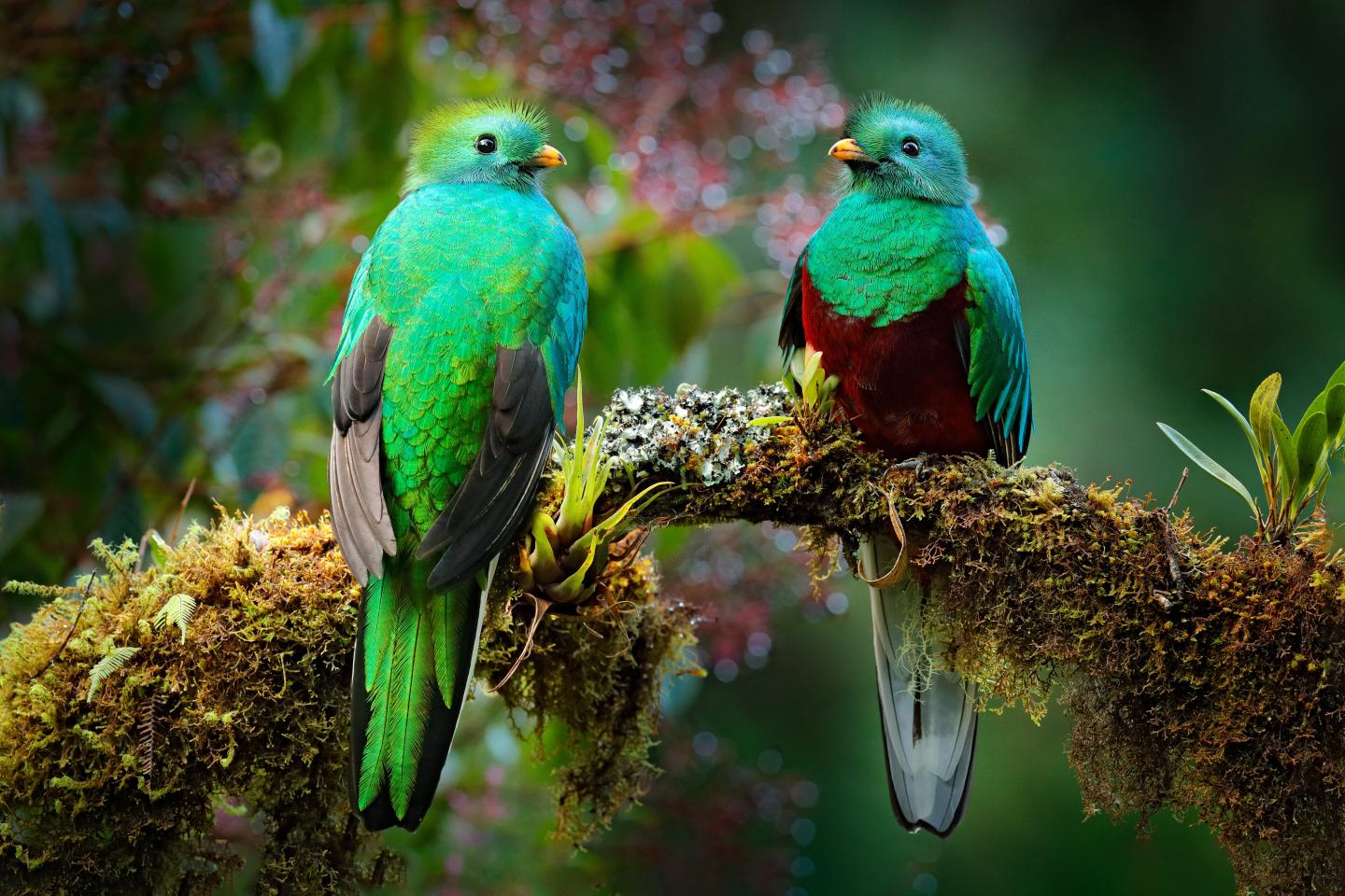 Deux quetzals resplendissants se perchent sur une branche couverte de mousse entourés d’un feuillage forestier vert et doux.