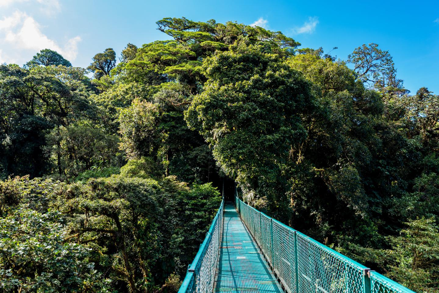 Le pont suspendu s’étend à travers une forêt nuageuse verte dense sous un ciel bleu éclatant.