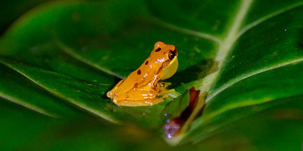 La_Fortuna_Rana_Amarilla-Yellow_Frog.jpg