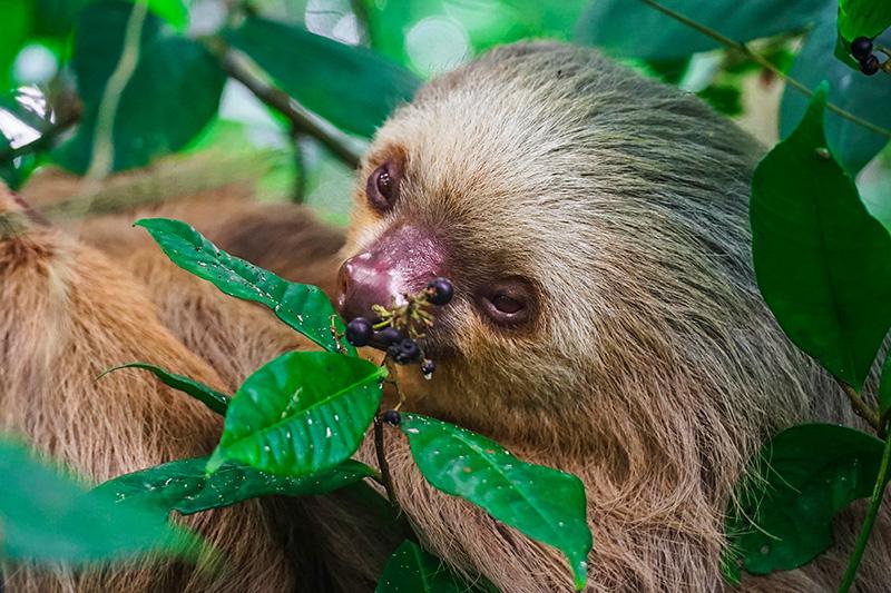 guias latéraux caribe.jpg